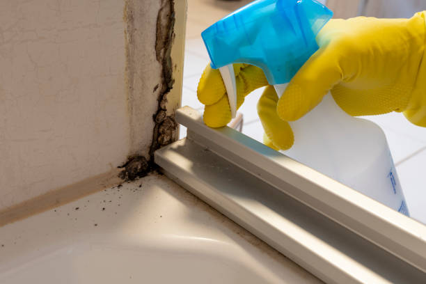 Best Mold Damage Repair  in Huntersville, NC