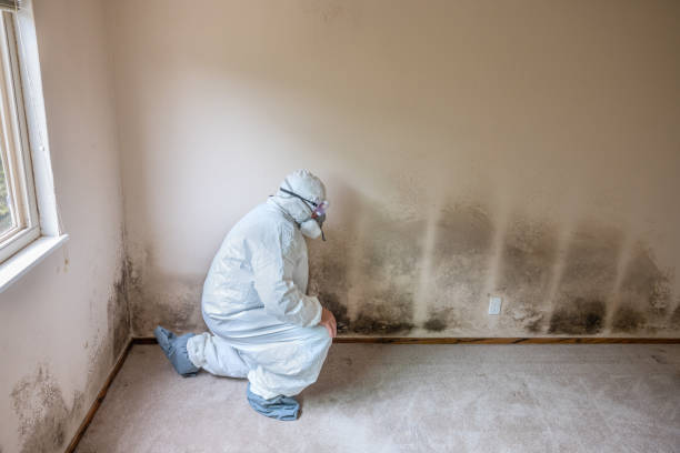 Best Mold Testing and Removal  in Huntersville, NC